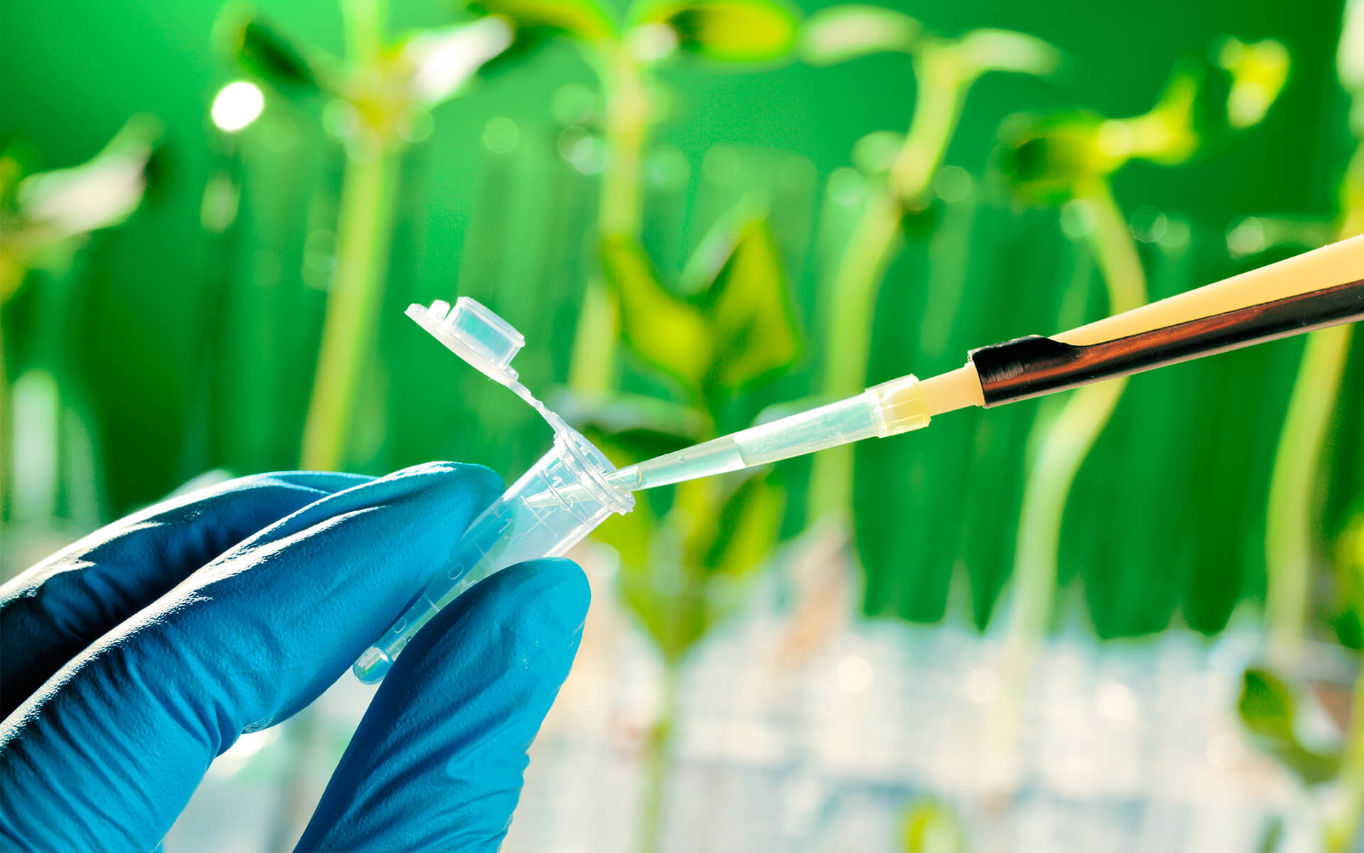 Engenharia Agronômica Graduação UNISAGRADO