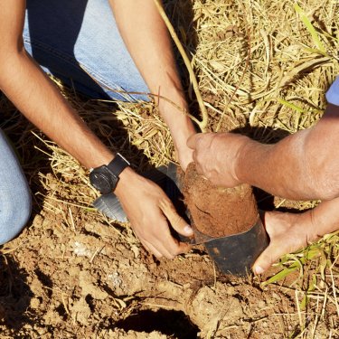 Projeto planta mil mudas de �rvores nativas nesta quinta-feira (21/09)