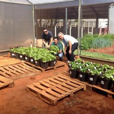 Mestrando desenvolve tecnologia qumica para reduo de gua em cultivo de alface