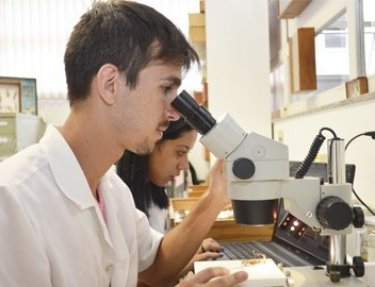 Estudante reorganiza a cole��o de insetos do Setor Zoobot�nico da USC