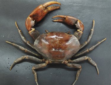 Professor e pós-doutorando da USC descobrem nova espécie de caranguejo no Ceará