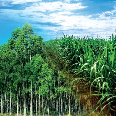 2 Encontro de Cincias Ambientais e Agrrias