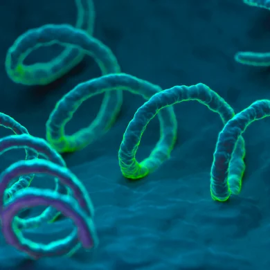 Sfilis: Epidemia Emergente