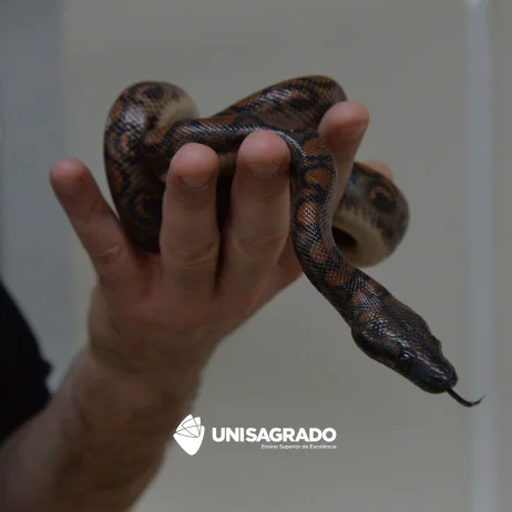 Biologia e Manejo de Serpentes 29/9