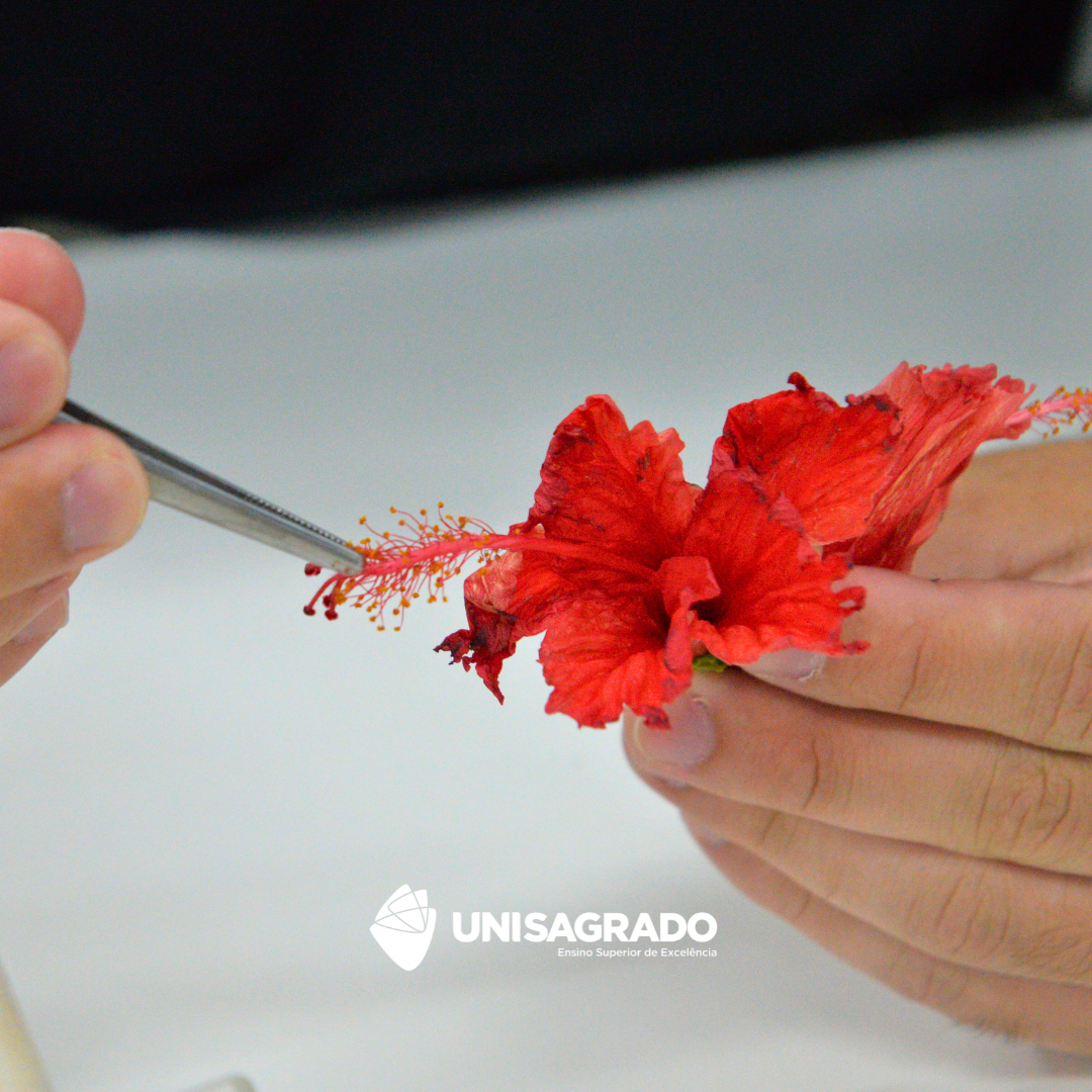 Aula prtica sobre reproduo sexuada e assexuada | 06/11